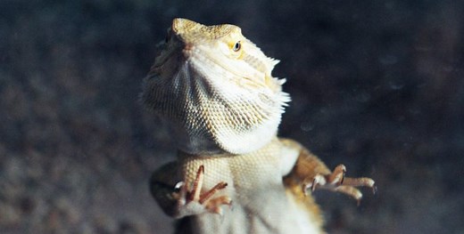 Bearded Dragon Glass Surfing: 8 Surprising Reasons