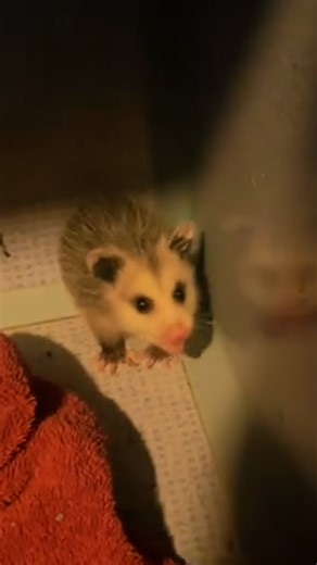 874K views · 10K reactions | How did he get there?! 藍 | Furry Tails | Facebook