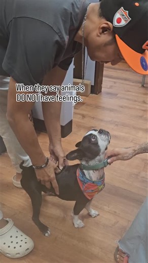 Ronduen Family Chiropractic on Instagram: ":: Every living being benefits from chiropractic health :: Here is Yogi, deaf Boston terrier who loves getting adjusted. He just knows when he needs it. Straight chiropractic adjustments. ~~~~~~~ Do you or anyone you know suffer from pains, back problems, difficulty walking, extremities and knee pains, insomnia, headaches, fatigue, anxiety, dizziness, health issues... list goes on. Give us a call/text/DM TODAY. We can DEFINITELY help you. ~~~~~~~ RONDUE