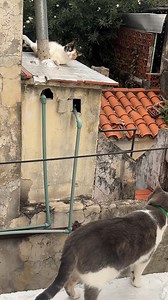 She got a little TOO silly! 😹😓 (Via - Yazmin O.) #Cats #Cat #Fail | Try Not to Laugh