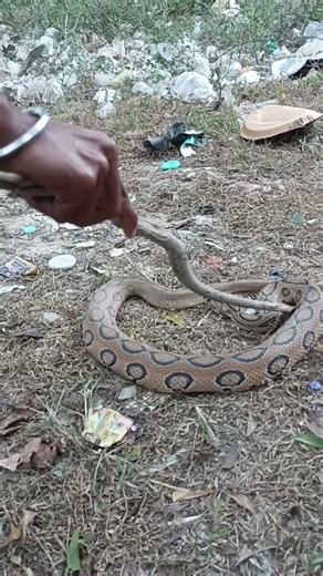 रसल वाइपर जो हर साल कई हजार लोगों के मौत का कारण बनते हैं #rusellviper #Uniq90 #shorts #viral #short