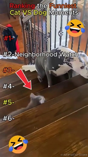 Scaredy Dogs vs. Savage Cats! 😂 (Top 5 Ranking) | #rank #catshorts #viral