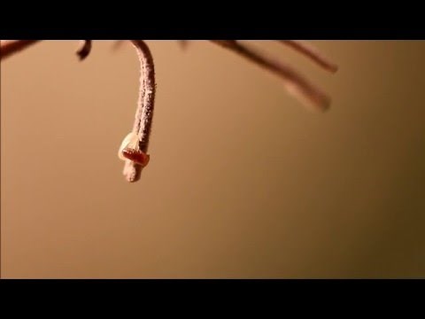 Baby Beetle Being Born