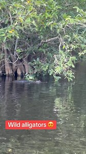 12 reactions | Looking for adventurous things to do in Miami? Then it’s time to explore the wild side of Florida  Discover the Everglades and see the local fauna, including alligators, in their natural habitat.  Time to hop on your next adventure! | Big Bus Tours | Facebook