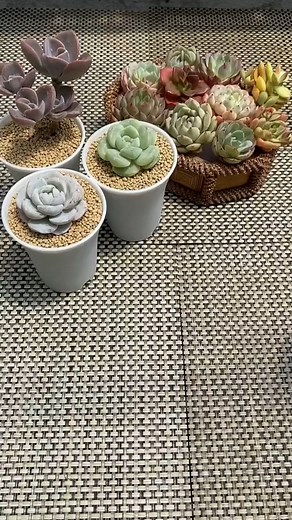 116_How to plant Succulents #succulent #succulents #cactus #plants #succulentsofinstagram #succulentlove #plant #succulentgarden | Succulent Plants