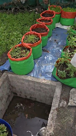 coco peat washing methods in comercial farming #hydroponics #farming #agrifuture #smartagriculture