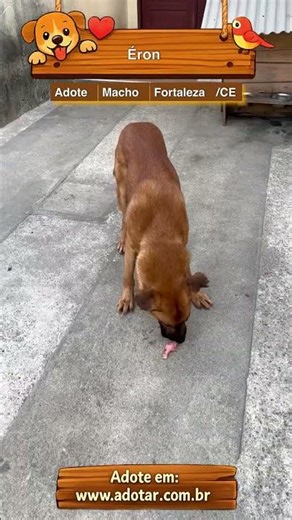 Éron, a large German Shepherd dog, is available for adoption in Fortaleza/CE.