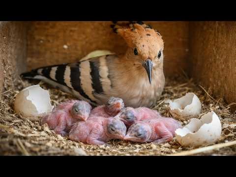 Day 0 to Day 40 — You Won’t Believe How This Baby Hoopoe Transforms in Just 40 Days 🐦