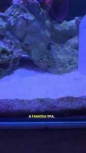 1M views · 2.5K reactions | Como é ter um aquario marinho com peixe palhaço e anemona? Aquario de peixe dá trabalho | Facilita Aquarismo | Facebook