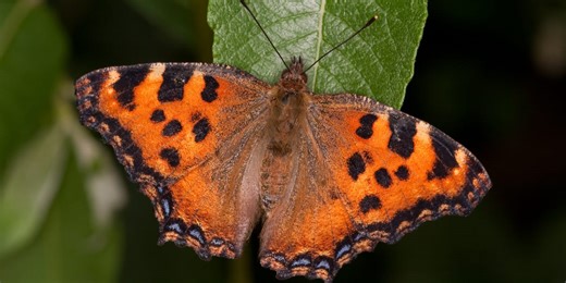 Good news! The Large ﻿﻿Tortoiseshell butterfly has been spotted in rare Dorset sighting