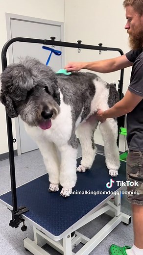 The Official Brush of Brodie The Goldendoodle