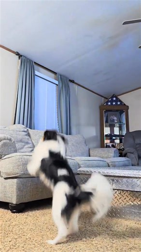 Japanese Chin | Japanese Chin