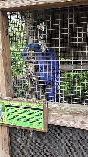 Blue the Hyacinth Macaw at the Monkey Jungle Miami