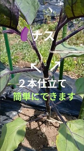 ナスの仕立て方色々、シンプル・時短で解説！家庭菜園