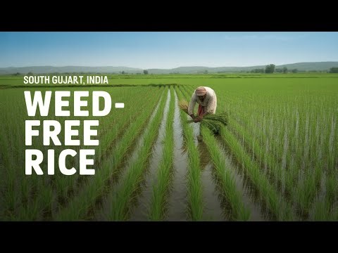 The BEST Way to Control Weeds in Rice? This Method Beats Herbicides! (Scientific Study)