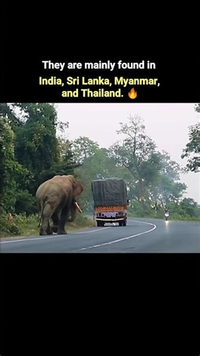The great Asian Elephants🗿🥶🔥 #viralvideo #animals #youtubeshorts