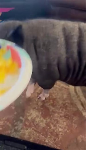 Did you know one of the best ways to improve your pig’s mealtime manners and overall attitude is by asking for something before food, meals or snacks? Sit, spin, back up, wait, push a button, ring a bell, any trick or skill. After some practice you can see your pig become lazer focused on you instead of the food. Eye contact and eagerly waiting to see what you will ask for this time!!! They love the challenge. They are proud of their hard work. This also reminds your pig that you are the leader,