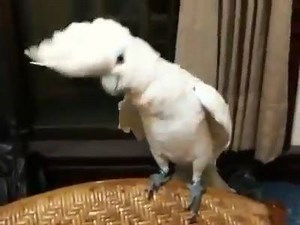 45K views · 1K reactions | Parrot dancing to PSY's Gangnam Style:...
