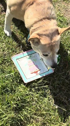 Another dog eating cake! 🥹