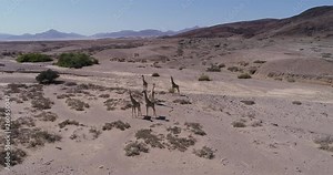 4k aerial circular view of five desert giraffe in the Kaokoland/Kunen Region of the Namib Desert, Namibia