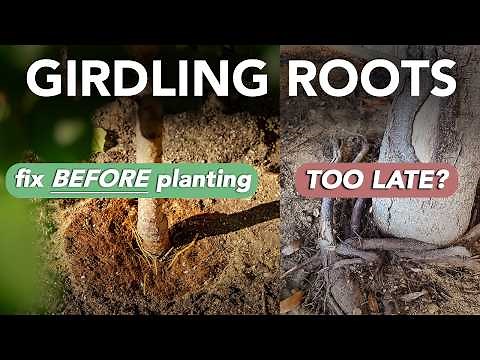 Identify, Expose, and Correct GIRDLING ROOTS On Your New Fruit Trees Before Its TOO LATE!