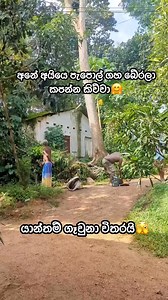 1.1M views · 8.6K reactions | අනේ අයියෙ පැපොල් ගහ බේරලා කපන්න කිව්වා﫣來 | Udaya Gamage | Facebook
