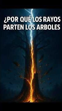 🌩️🔥 What happens inside a tree when it is struck by lightning?