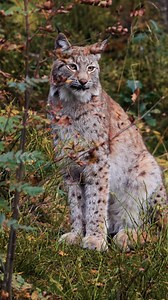 28K views · 2.2K reactions | Those iconic ear tufts help the lynx detect sound direction with incredible precision. #EurasianLynx #AnimalFacts #WildAdaptation #NordicNature | Sondre Eriksen Hensema Photography | Facebook