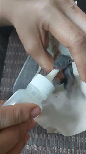 how to bottle feed native Bat #ckn72 #short #wonderofnature