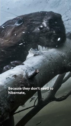 How can beaver families withstand -40 degree temperatures? 🦫 #AmericasNationalParks
