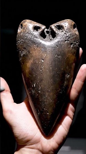 Megalodon The Shark That Ate Whales