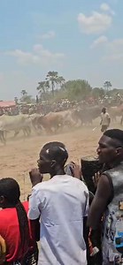 Bana kaalukila baisha abo #ooolicoolwe 🐂 | Shimunenga Traditional Ceremony