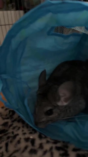 My little chinchilla playing in her a cat tunnel 🐭 - - - - - - - #chimichanga #chinchilla #cattunnel #eastertoy #playingaround