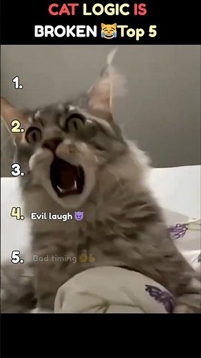 CAT.EXE STOPPED WORKING! 😹 TOP 5 MOMENTS #shorts #ranking #viral #funny #pets #cats #cute #kitty