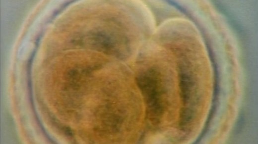 Cell Differentiation | Grades 6-8, 9-12 Embryonic and Fetal Development Teaching and Lesson Resources