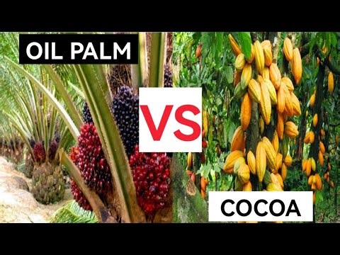 Oil Palm Vs Cocoa Farming | Which is More Profitable?