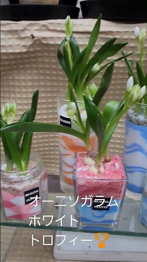 春を告げる小さな球根植物！オーニソガラムホワイトトロフィー🏆️！詳しくは本編へ