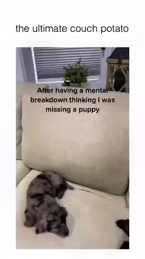 Swipe left 👈 for more dogos 😊🐶 #dog #dogsofttiktok .