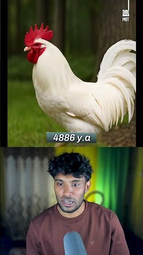 evolution of the chicken 416 million years ago🐔