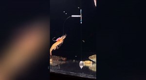 Luminous Live Shrimp Hooks - High Carbon Steel Fishing Hooks, Fish Hook with Barbed Offset Design, Saltwater Corrosion Resistant for Ideal for Bass,Groupers,Pike & More Fishing Accessories