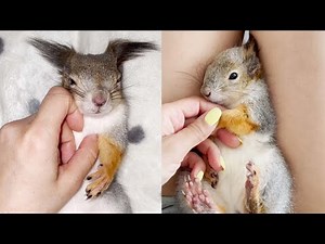 Pet Squirrel Loves To Be Cuddled