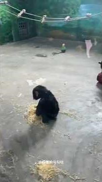 The Amazing Black Bonobo🐵: One of the Smartest Monkeys in the Forest!