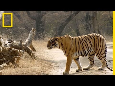 Découvrez les techniques de chasse des tigresses