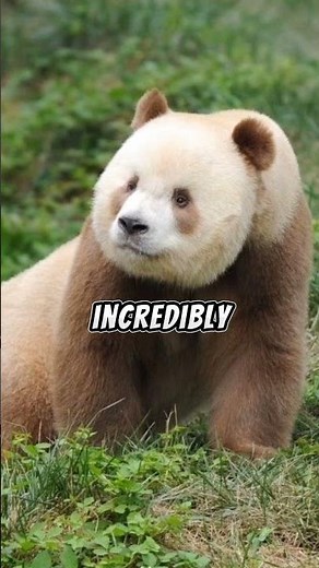 Meet the Adorable Qinling Panda: Nature's Rare Treasure! 🐼✨