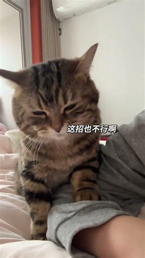 A Cat's Anxiety When Calming an Annoyed Lady