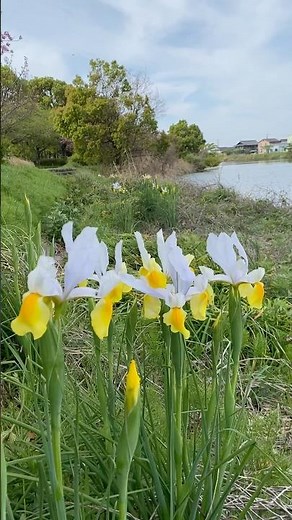 【アイリス】戸田川緑地2026年4月中旬short