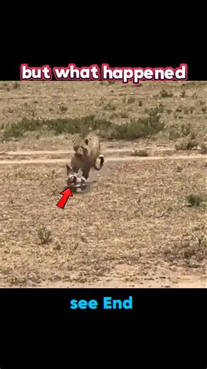 Mother Warthog’s Revenge Scares Off Leopard! 🐗💥 #trending #animals #wildlife #leopard #shortsvideo