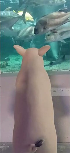 桂浜水族館 高知県