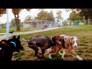 Australian Shepherds Herding Obsession Nearly Causes Dogfight At Dog Park