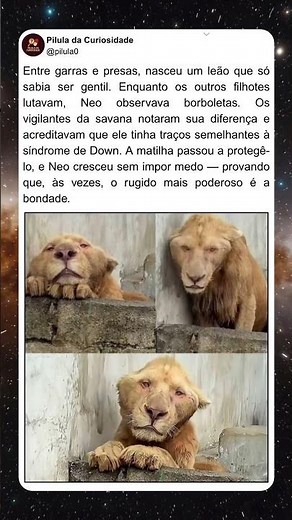 Esse Leão chamou atenção por ser diferente